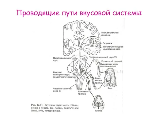 Проводящие пути вкусовой системы