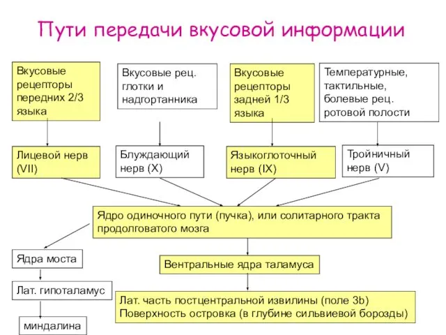 Пути передачи вкусовой информации Вкусовые рецепторы передних 2/3 языка Температурные, тактильные,