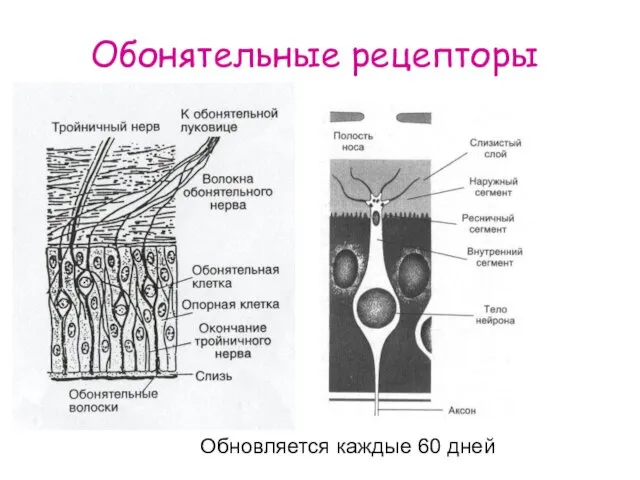 Обонятельные рецепторы Обновляется каждые 60 дней