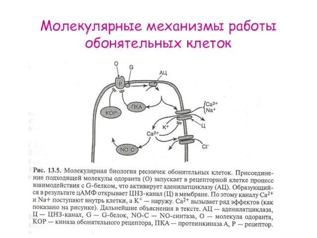 Молекулярные механизмы работы обонятельных клеток