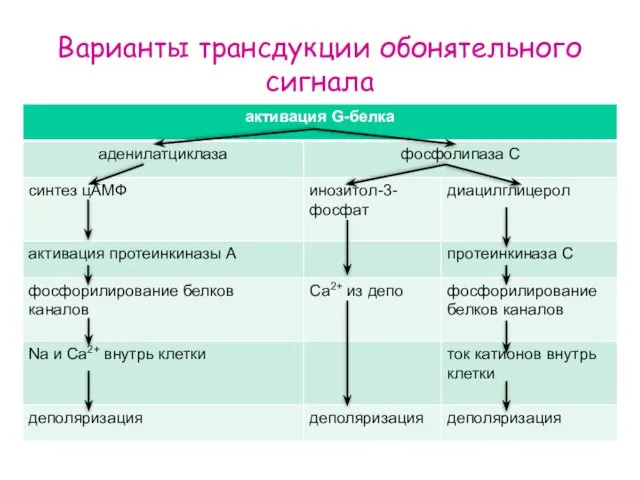 Варианты трансдукции обонятельного сигнала