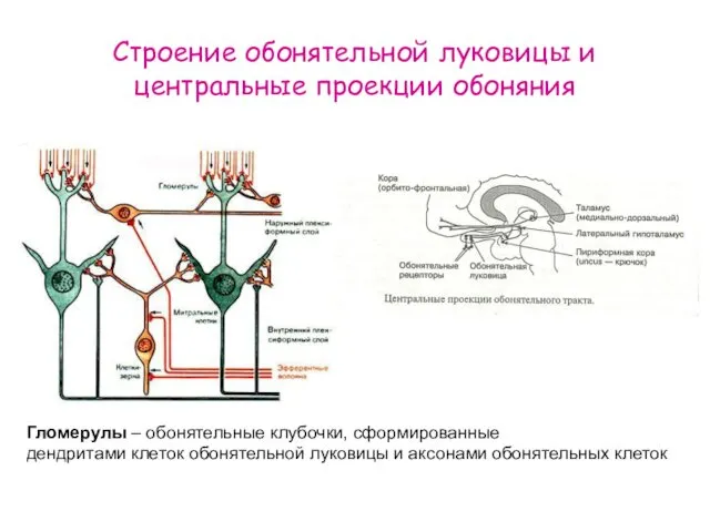 Строение обонятельной луковицы и центральные проекции обоняния Гломерулы – обонятельные клубочки,