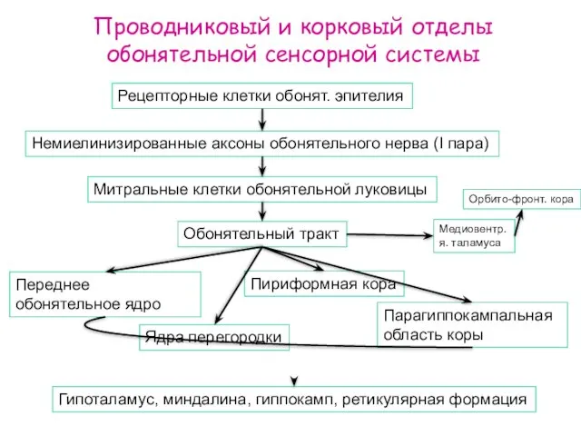 Проводниковый и корковый отделы обонятельной сенсорной системы Рецепторные клетки обонят. эпителия