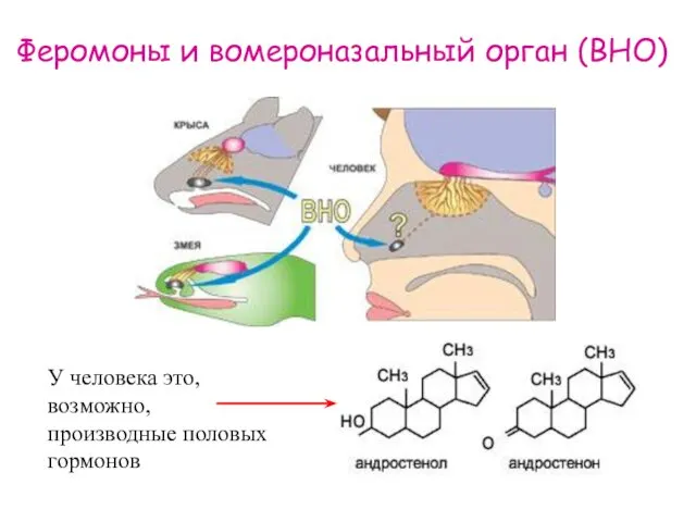 Феромоны и вомероназальный орган (ВНО) У человека это, возможно, производные половых гормонов