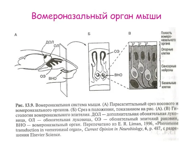 Вомероназальный орган мыши