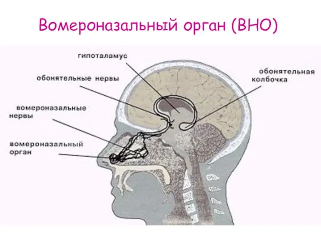 Вомероназальный орган (ВНО)