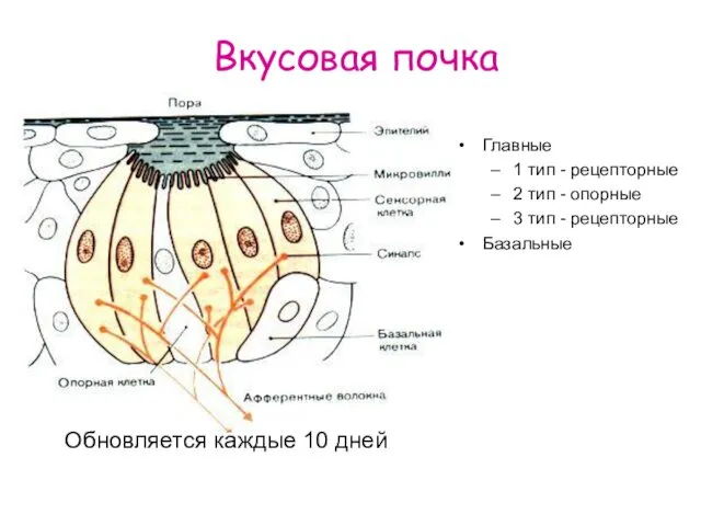 Вкусовая почка Обновляется каждые 10 дней Главные 1 тип - рецепторные