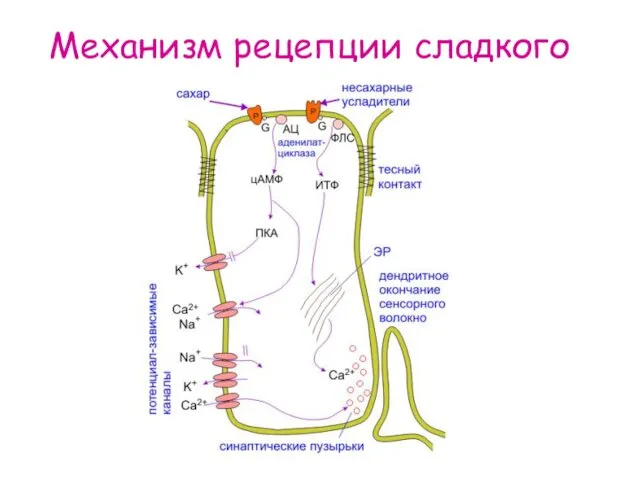 Механизм рецепции сладкого