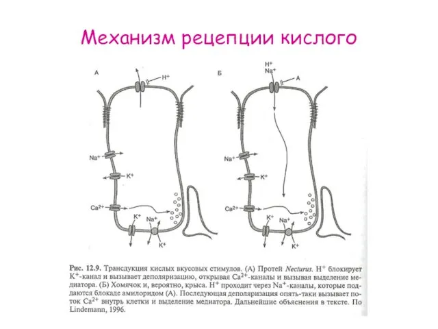 Механизм рецепции кислого