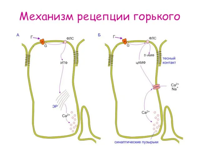 Механизм рецепции горького