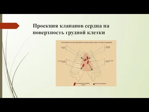 Проекция клапанов сердца на поверхность грудной клетки