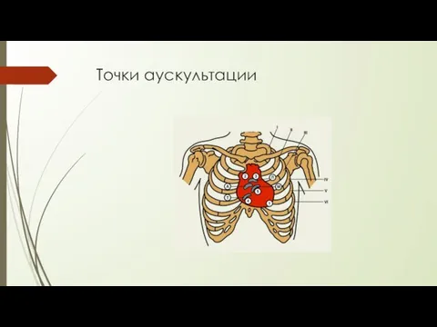 Точки аускультации