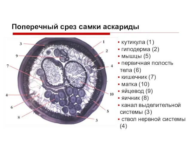 Поперечный срез самки аскариды кутикула (1) гиподерма (2) мышцы (5) первичная