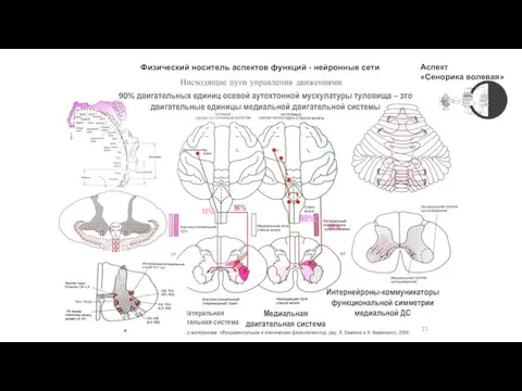 Нисходящие пути управления движениями 10% 90% 90% 10% По материалам: «Фундаментальная