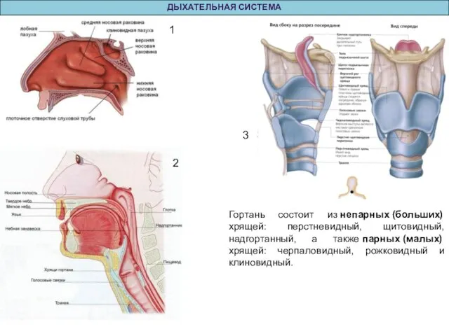 ДЫХАТЕЛЬНАЯ СИСТЕМА Гортань состоит из непарных (больших) хрящей: перстневидный, щитовидный, надгортанный,