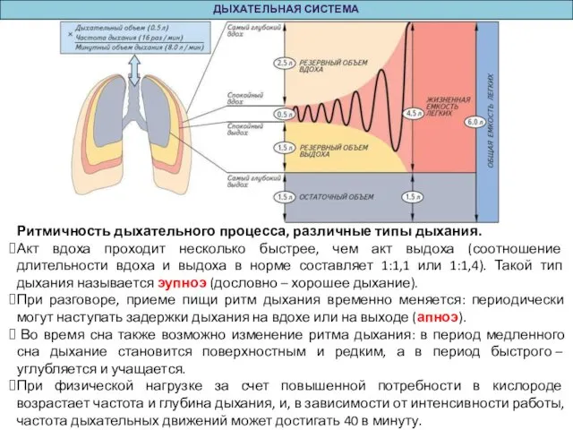 ДЫХАТЕЛЬНАЯ СИСТЕМА Ритмичность дыхательного процесса, различные типы дыхания. Акт вдоха проходит