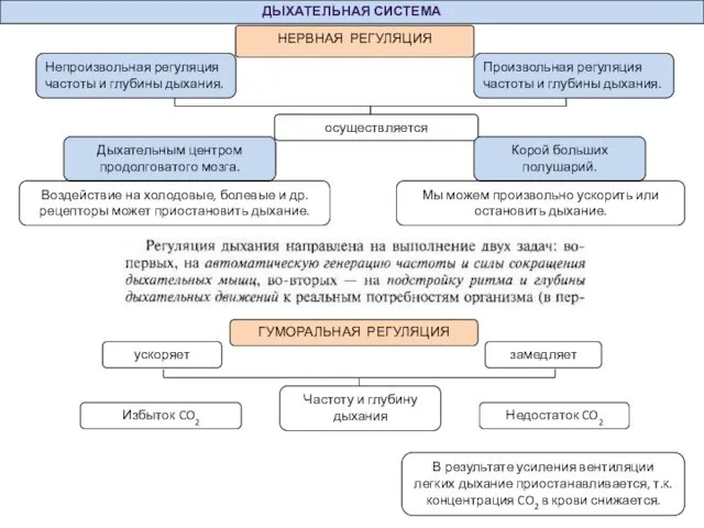 ДЫХАТЕЛЬНАЯ СИСТЕМА Непроизвольная регуляция частоты и глубины дыхания. осуществляется НЕРВНАЯ РЕГУЛЯЦИЯ