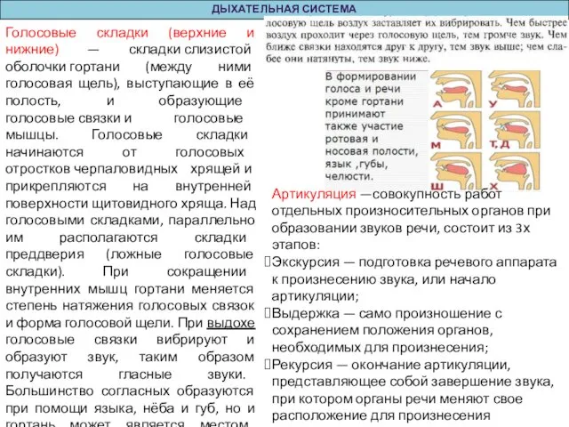 ДЫХАТЕЛЬНАЯ СИСТЕМА Голосовые складки (верхние и нижние) — складки слизистой оболочки