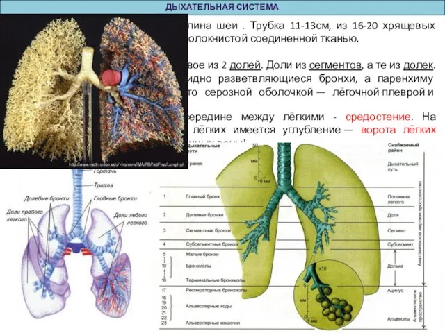 ДЫХАТЕЛЬНАЯ СИСТЕМА 4. Длина трахеи – дых. горло = длина шеи