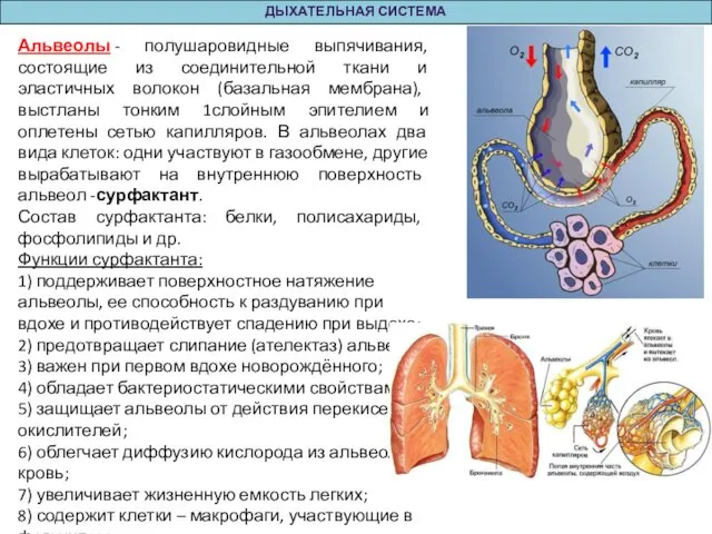 ДЫХАТЕЛЬНАЯ СИСТЕМА Альвеолы - полушаровидные выпячивания, состоящие из соединительной ткани и