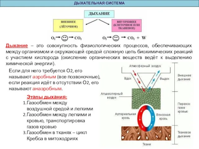 ДЫХАТЕЛЬНАЯ СИСТЕМА Дыхание – это совокупность физиологических процессов, обеспечивающих между организмом