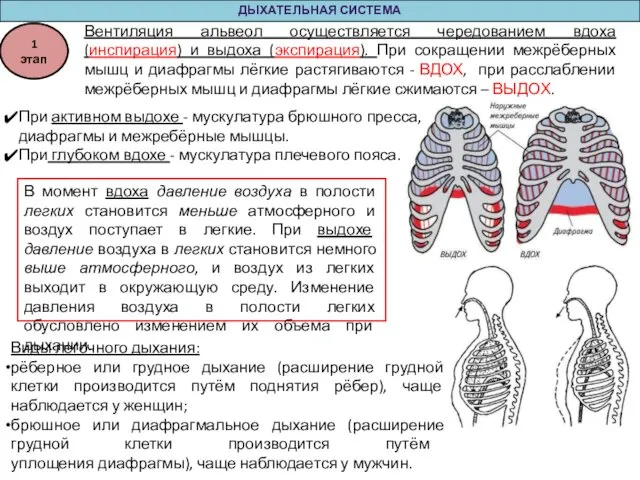 ДЫХАТЕЛЬНАЯ СИСТЕМА При активном выдохе - мускулатура брюшного пресса, диафрагмы и