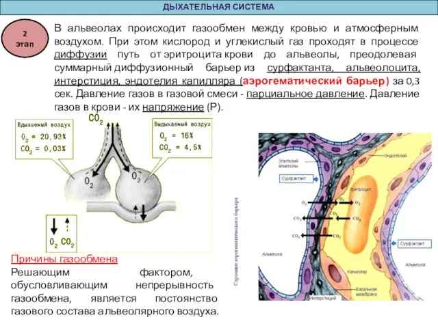 ДЫХАТЕЛЬНАЯ СИСТЕМА В альвеолах происходит газообмен между кровью и атмосферным воздухом.