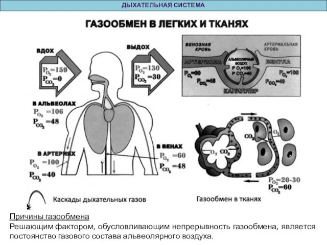 ДЫХАТЕЛЬНАЯ СИСТЕМА Причины газообмена Решающим фактором, обусловливающим непрерывность газообмена, является постоянство газового состава альвеолярного воздуха.