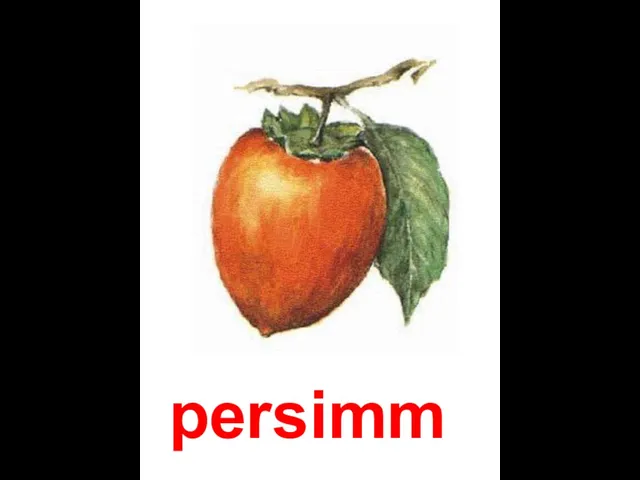 persimmon