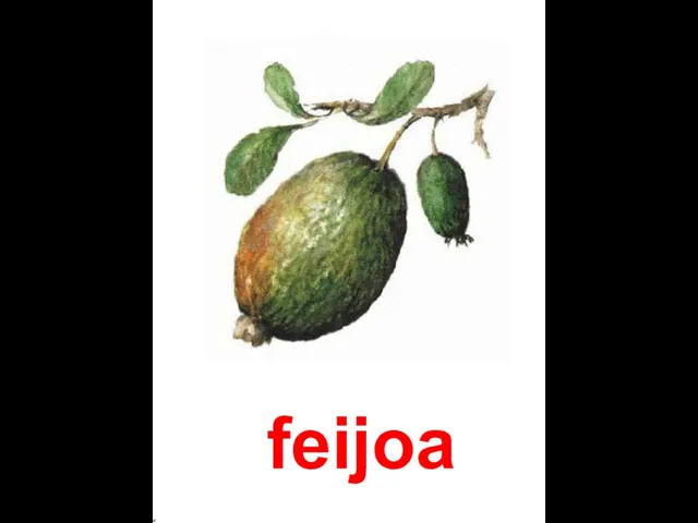 feijoa