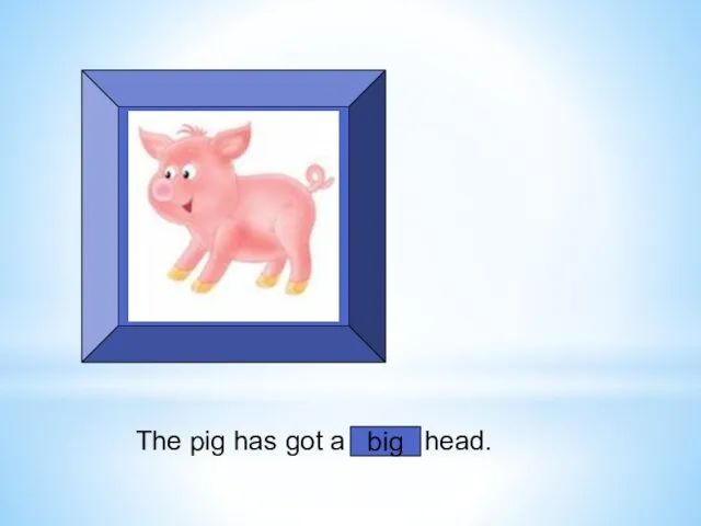 The pig has got a small head. big