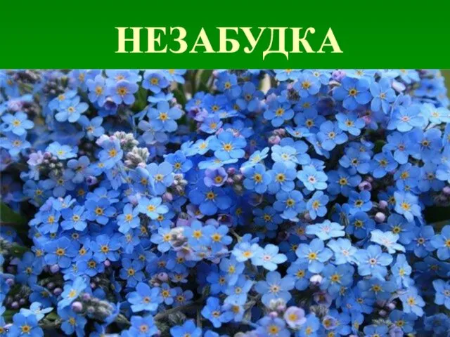 НЕЗАБУДКА