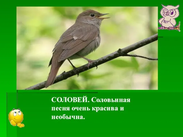 Какая птица лучше всех поёт? СОЛОВЕЙ. Соловьиная песня очень красива и необычна.