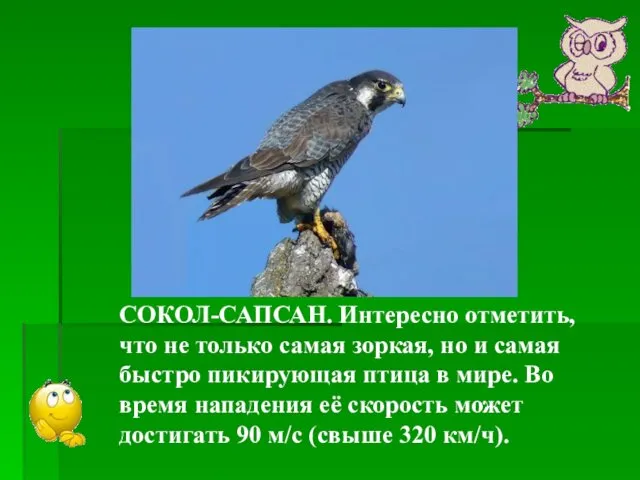 Какая птица самая зоркая? СОКОЛ-САПСАН. Интересно отметить, что не только самая