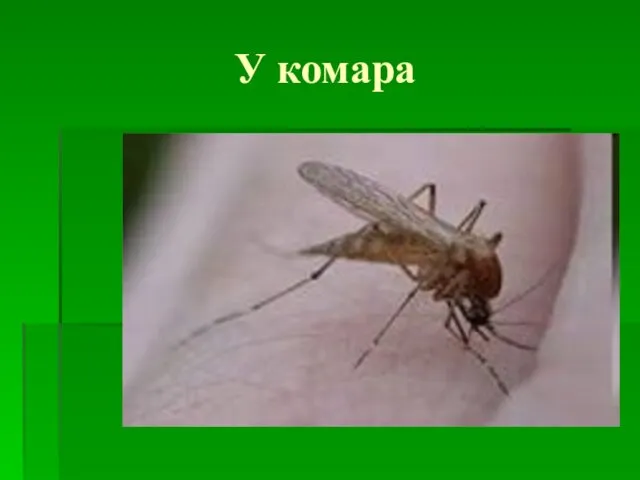 У комара