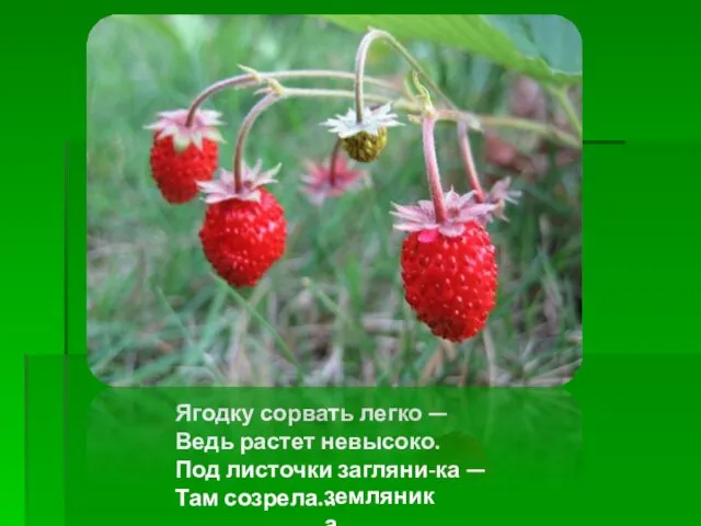 Ягодку сорвать легко — Ведь растет невысоко. Под листочки загляни-ка — Там созрела... земляника