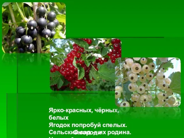 Ярко-красных, чёрных, белых Ягодок попробуй спелых. Сельский сад — их родина. Что это? Смородина