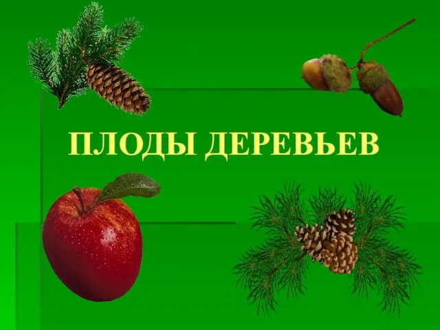 ПЛОДЫ ДЕРЕВЬЕВ