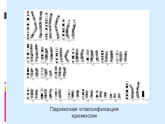 Парижская классификация хромосом