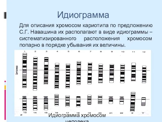 Идиограмма Для описания хромосом кариотипа по предложению С.Г. Навашина их располагают