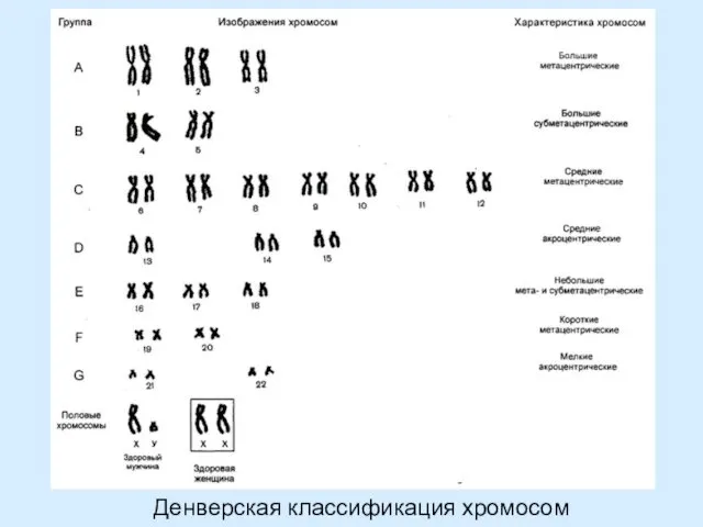 Денверская классификация хромосом человека