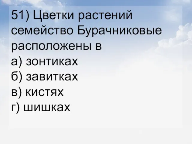 51) Цветки растений семейство Бурачниковые расположены в а) зонтиках б) завитках в) кистях г) шишках