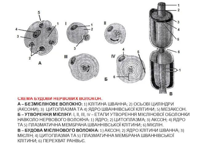 СХЕМА БУДОВИ НЕРВОВИХ ВОЛОКОН. А – БЕЗМІЄЛІНОВЕ ВОЛОКНО: 1) КЛІТИНА ШВАННА;