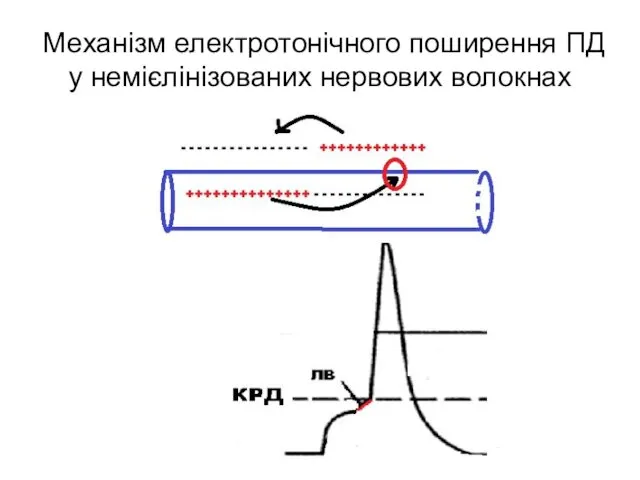 Механізм електротонічного поширення ПД у немієлінізованих нервових волокнах