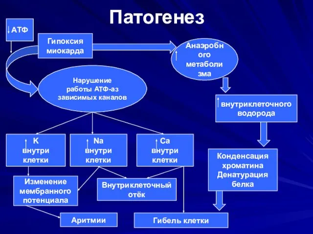 Патогенез Гипоксия миокарда Нарушение работы АТФ-аз зависимых каналов Анаэробного метаболизма K