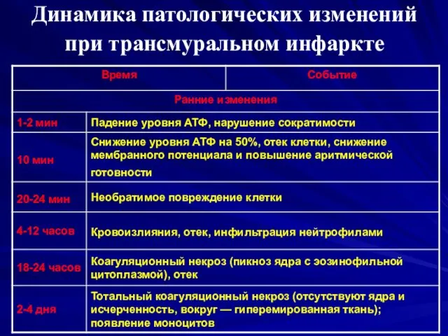 Динамика патологических изменений при трансмуральном инфаркте