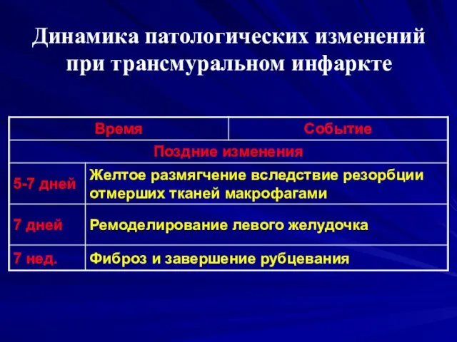 Динамика патологических изменений при трансмуральном инфаркте