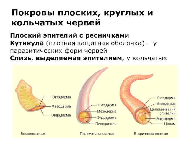 Покровы плоских, круглых и кольчатых червей Плоский эпителий с ресничками Кутикула