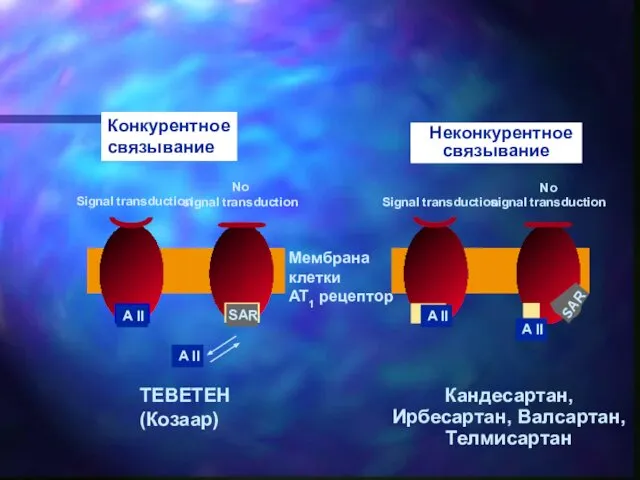 SAR Конкурентное связывание Неконкурентное связывание ТЕВЕТЕН (Козаар) Кандесартан, Ирбесартан, Валсартан, Телмисартан