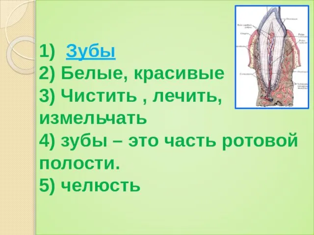 1) Зубы 2) Белые, красивые 3) Чистить , лечить, измельчать 4)